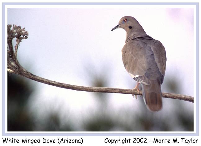 White-winged Dove (Arizona)