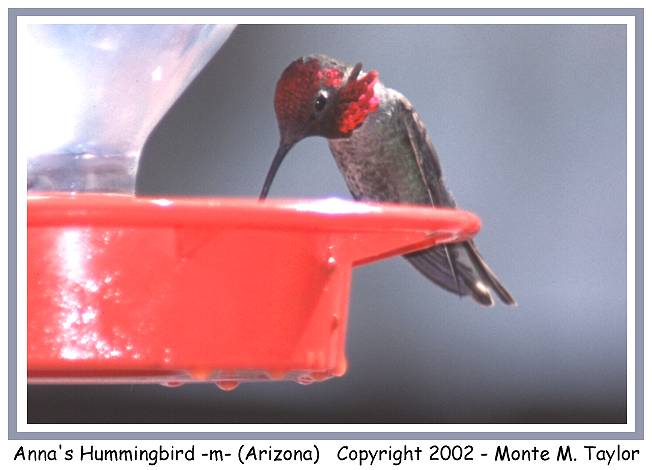 Anna's Humminbird -male- (Arizona)