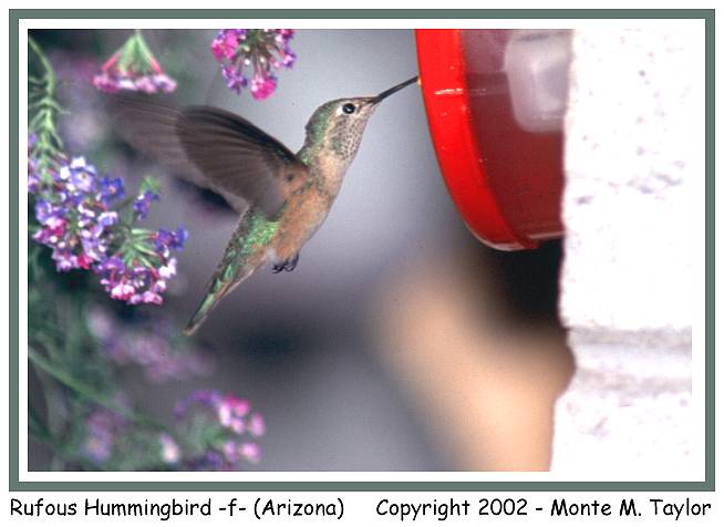 Rufous Hummingbird -female- (Arizona)