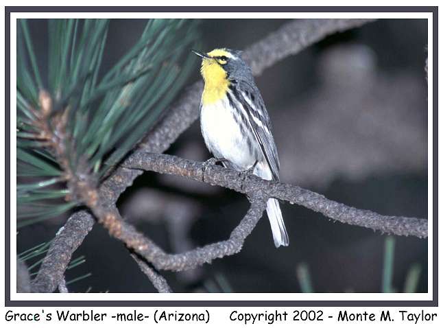 Grace's Warbler -male- (Arizona)