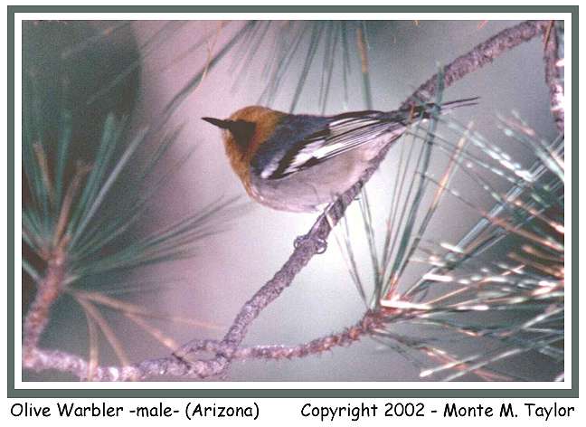 Olive Warbler -male- (Arizona)