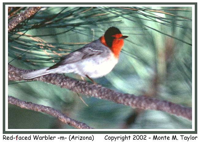 Red-faced Warbler -male- (Arizona)