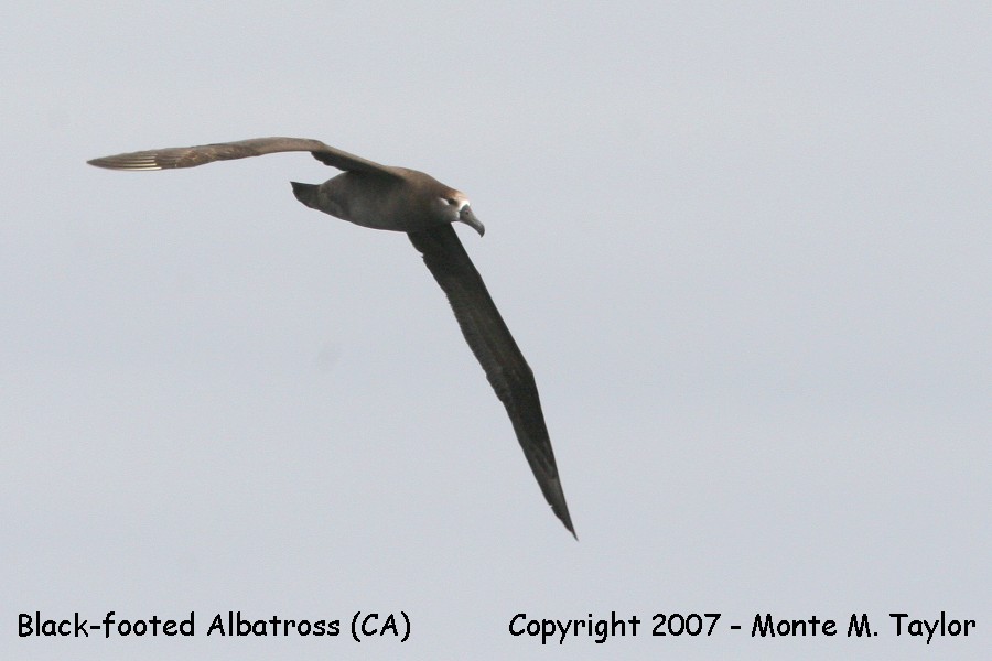 Black-footed Albatross (CA)
