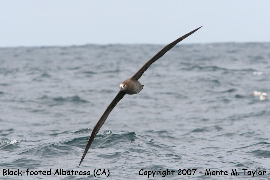 Black-footed Albatross (CA)