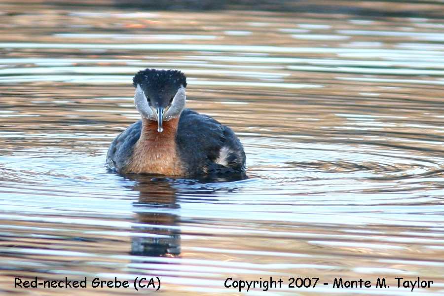 Red-necked Grebe (CA)