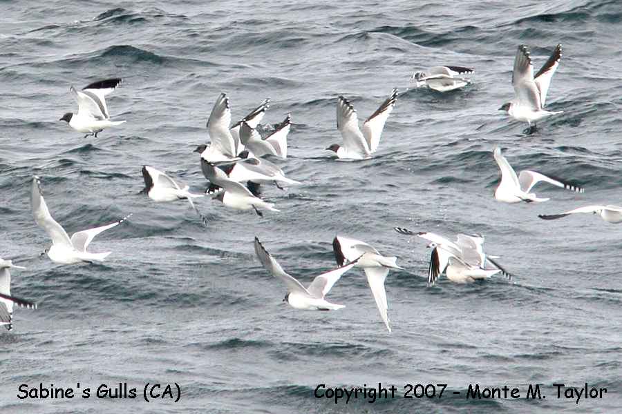 Sabine's Gulls (flocks totalling 1,000 + in one day!)