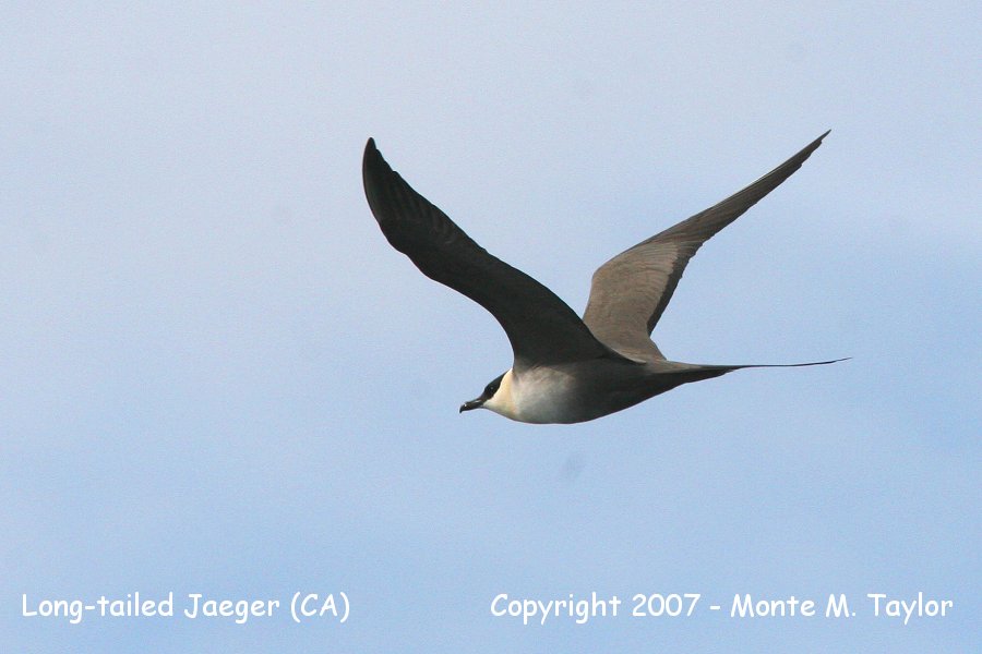 Long-tailed Jaeger (CA)
