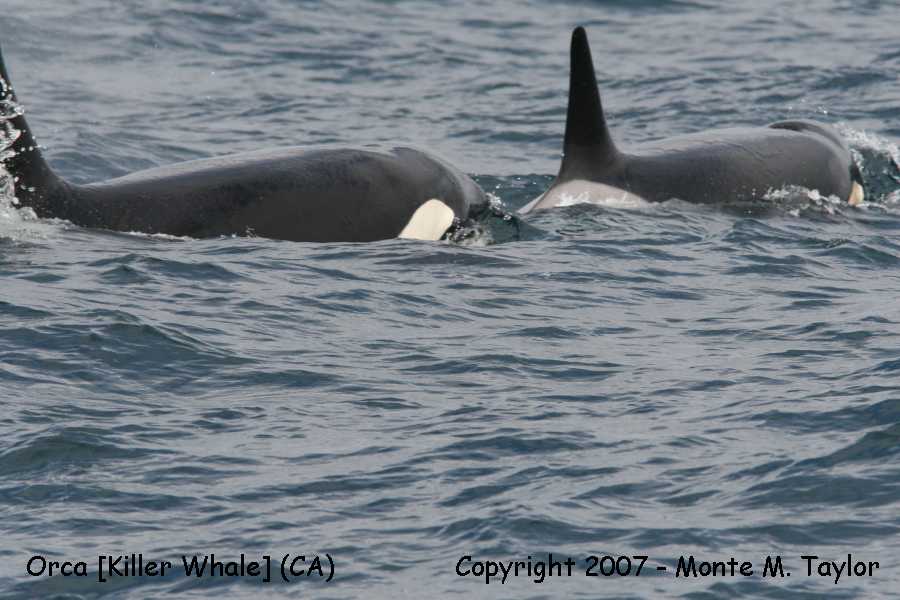 Orca [Killer Whale] - CA