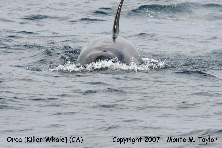 Orca [Killer Whale] (CA)