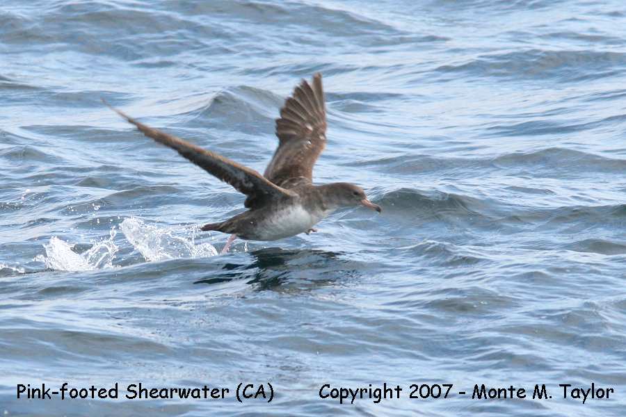 Pink-footed Shearwater (CA)