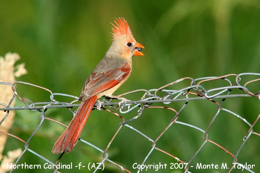 Northern Cardinal -female- (Arizona)