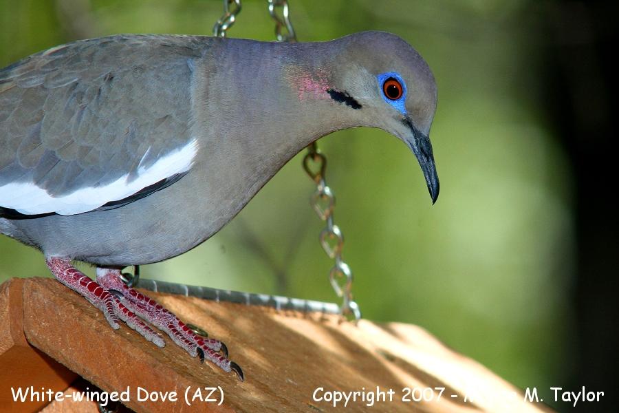 White-winged Dove (Arizona)