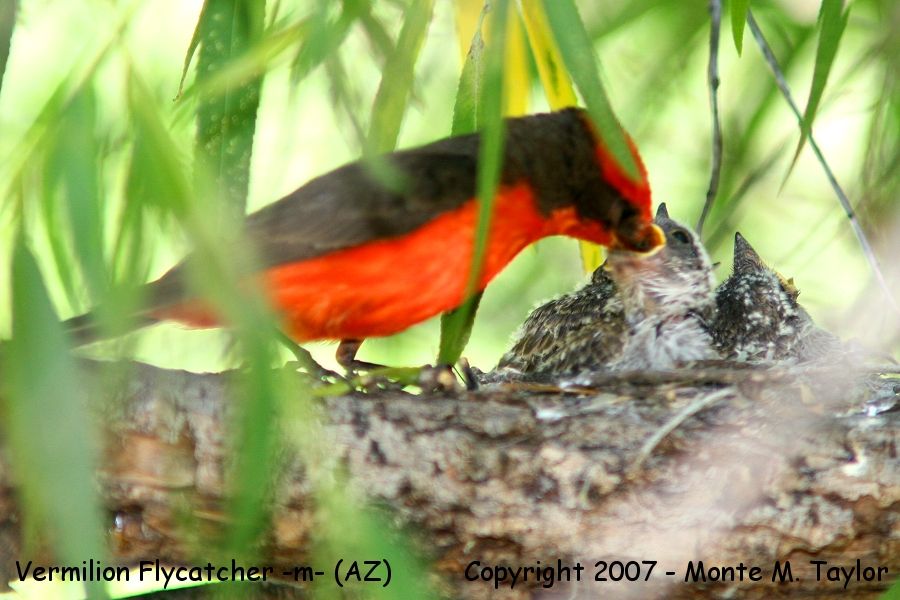 Vermilion Flycatcher -male- (Arizona)