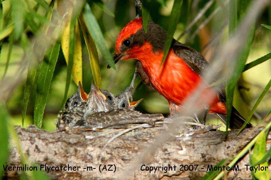 Vermilion Flycatcher -male feeding chicks- (Arizona)