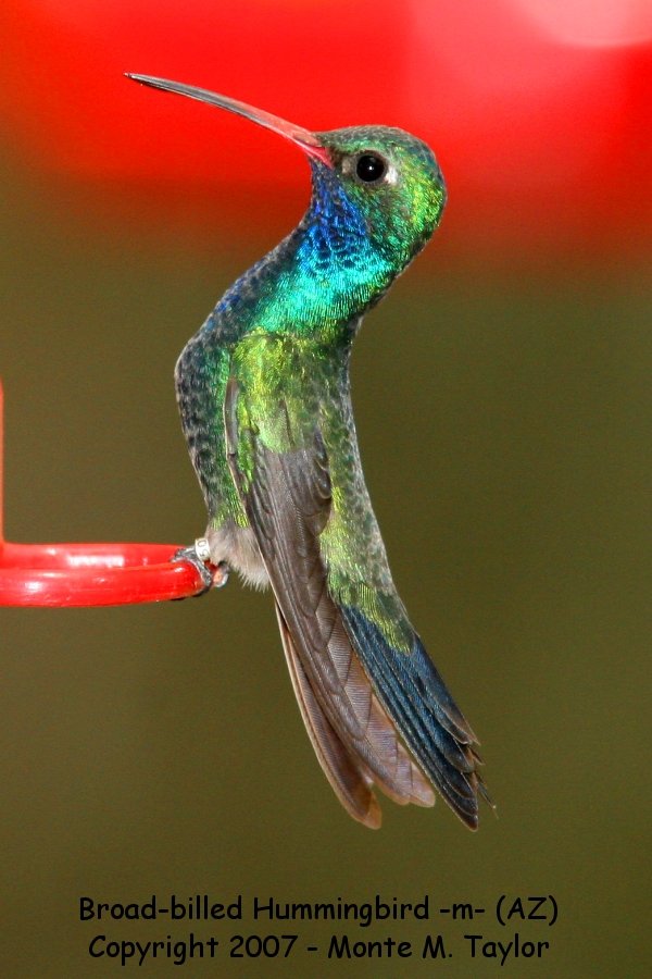 Broad-billed Hummingbird -male- (Arizona)