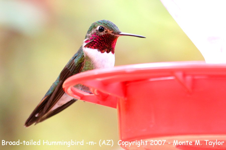 Broad-tailed Hummingbird -male- (Arizona)