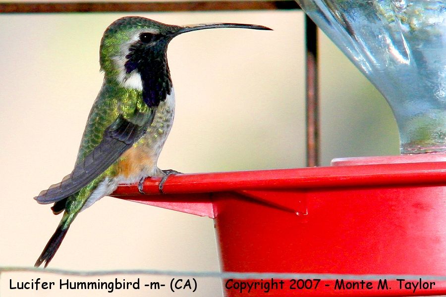 Lucifer Hummingbird -male- (Arizona)