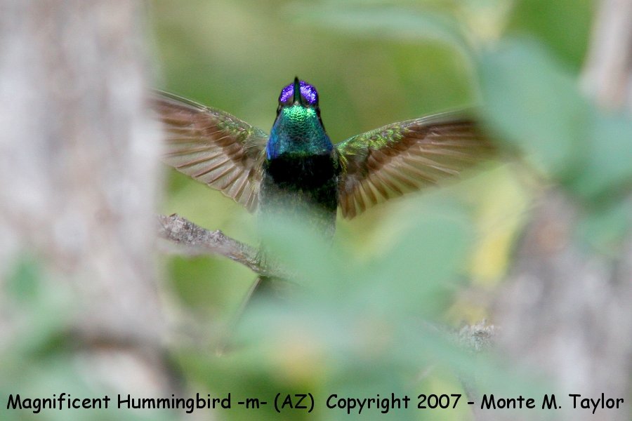 Magnificent Hummingbird -male- (Arizona)