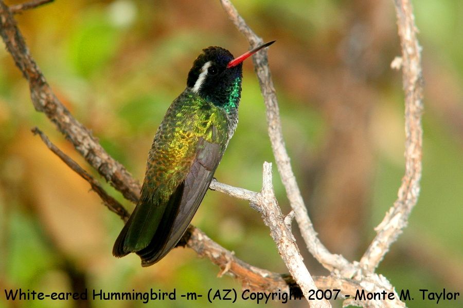 White-eared Hummingbird -male- (Arizona)