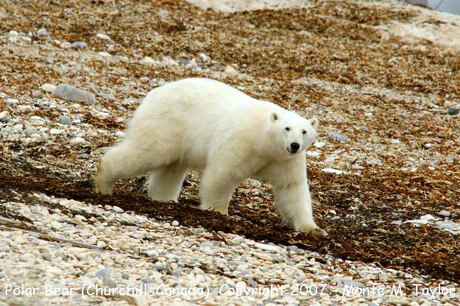 Polar Bear (Churchill, Manitoba, Canada) along the Hudson Bay