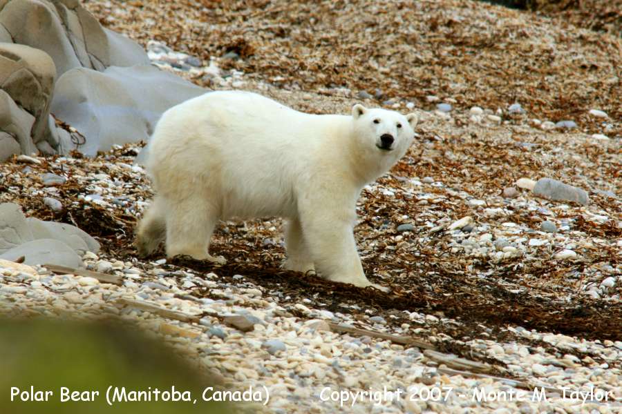 Polar Bear (Churchill, Manitoba, Canada) along the Hudson Bay