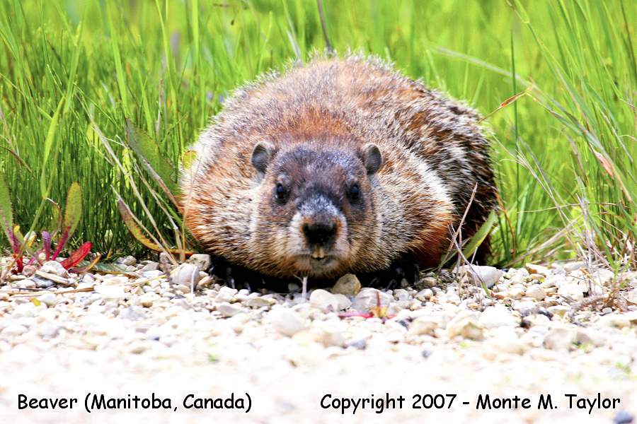 Beaver (Manitoba, Canada)