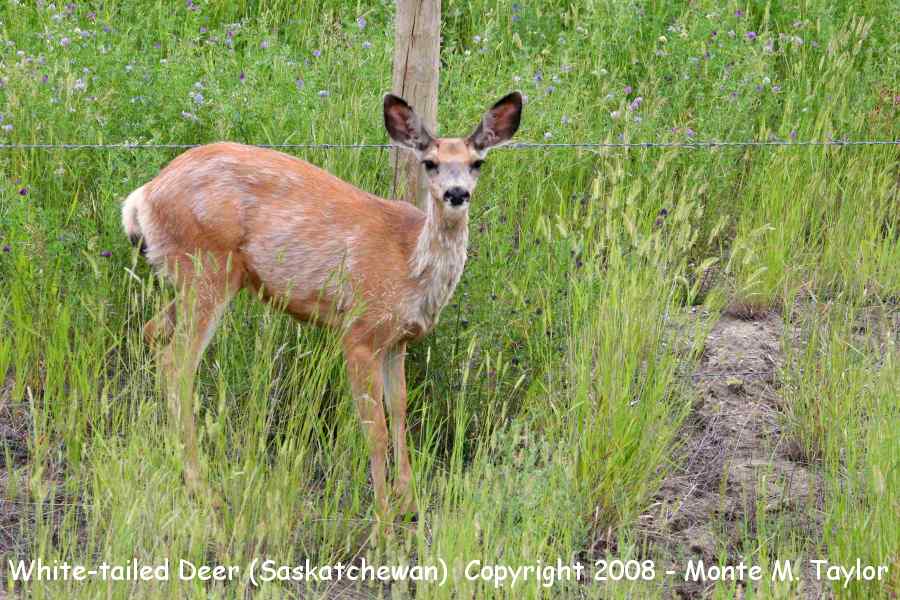 White-tailed Deer -fawn- (Saskatchewan)