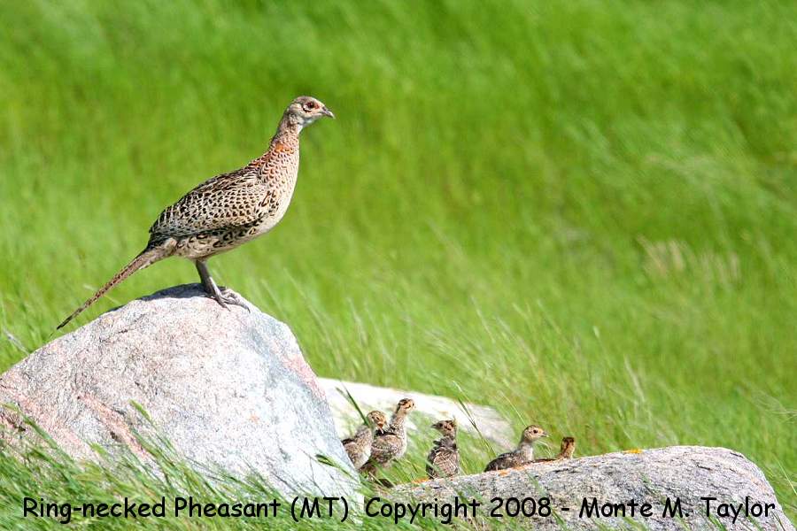 Ring-necked Pheasant -female w/babies- (North Dakota)