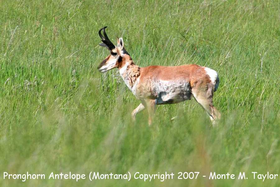 Pronghorn Antelope -male- (Montana)