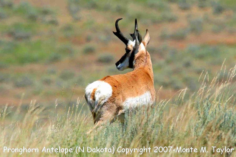 Pronghorn Antelope -adult male- (North Dakota)