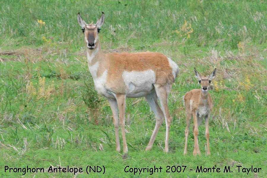 Pronghorn Antelope -female- w/calf (North Dakota)