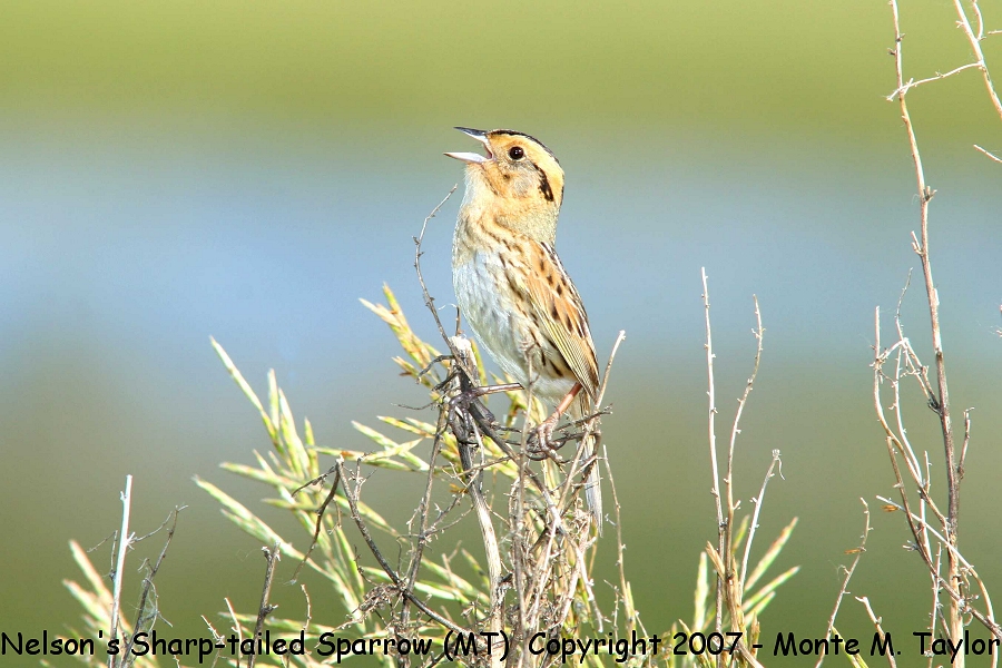 Nelson's (Sharp-tailed) Sparrow -male- (Montana)