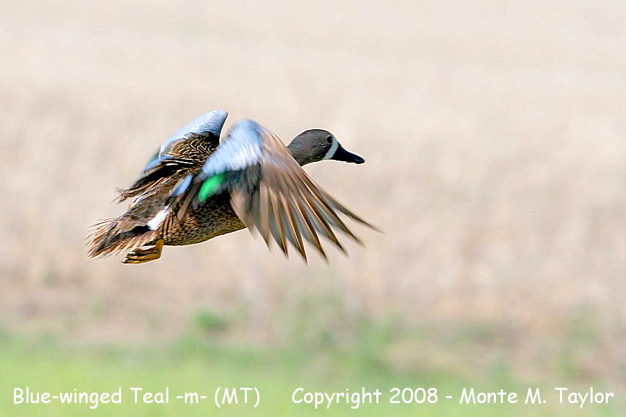 Blue-winged Teal -male- (Montana)