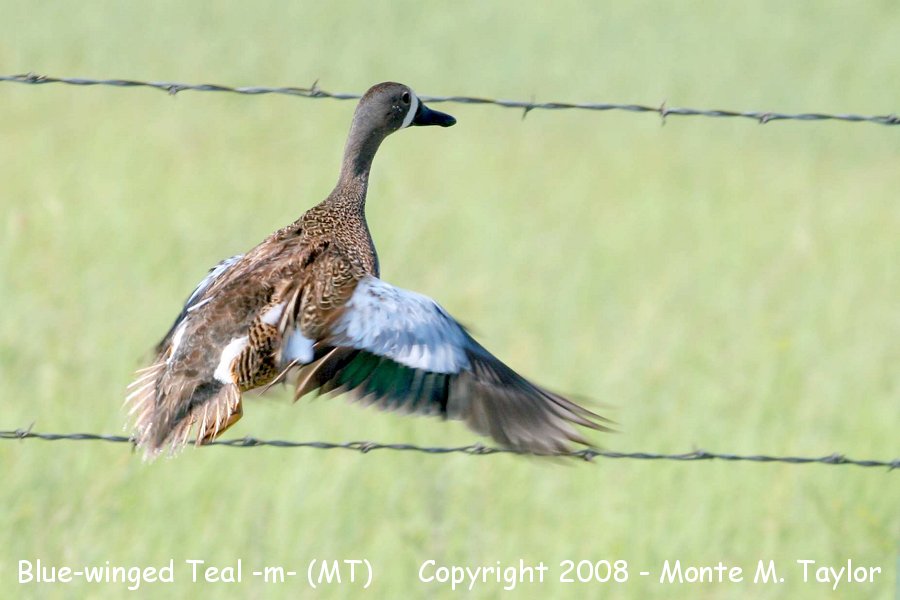 Blue-winged Teal -male- (Montana)
