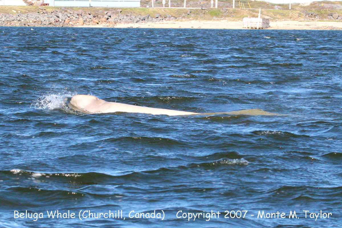 Beluga Whale (Churchill, Manitoba, Canada)