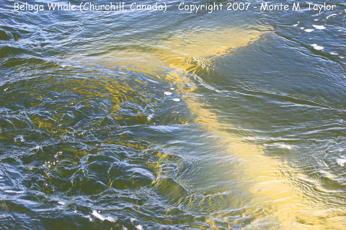 Beluga Whale (Churchill, Manitoba, Canada)