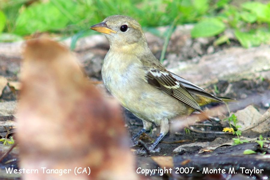 Western Tanager -female- (CA)