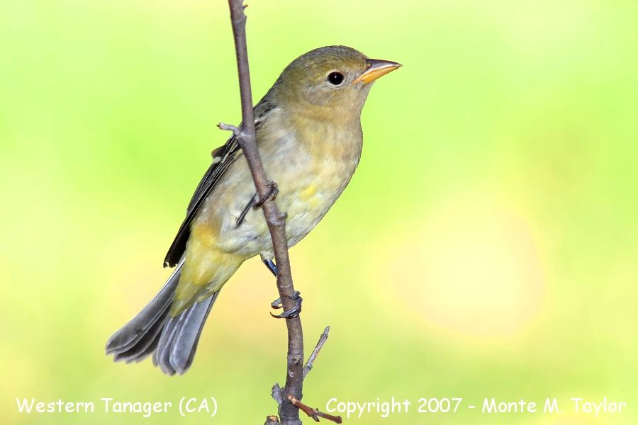 Western Tanager -female- (CA)