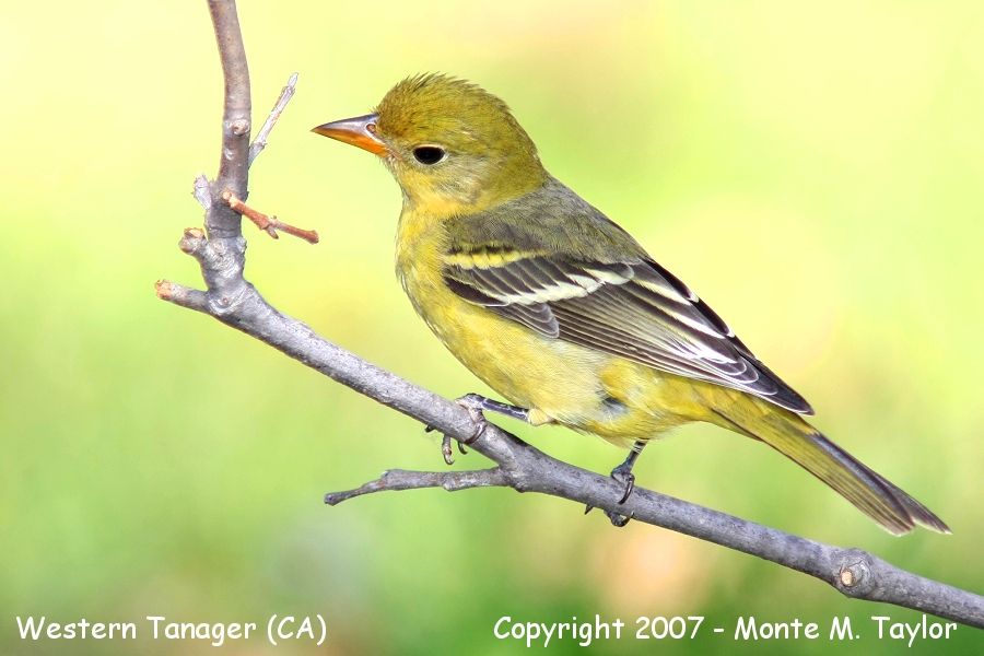 Western Tanager -male- (CA)