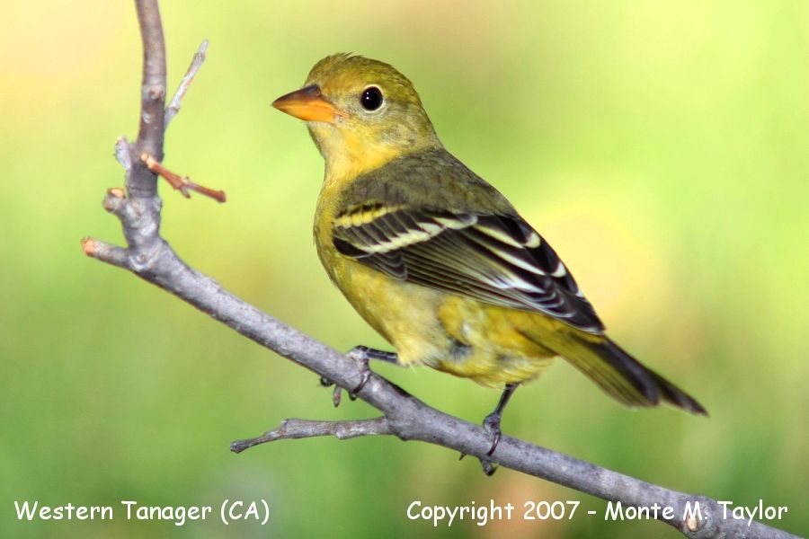 Western Tanager -male- (CA)