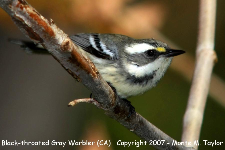 Black-throated Gray Warbler -female- (CA)