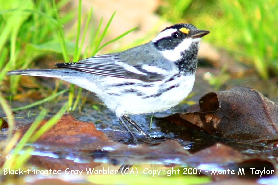 Black-throated Gray Warbler -male- (CA)
