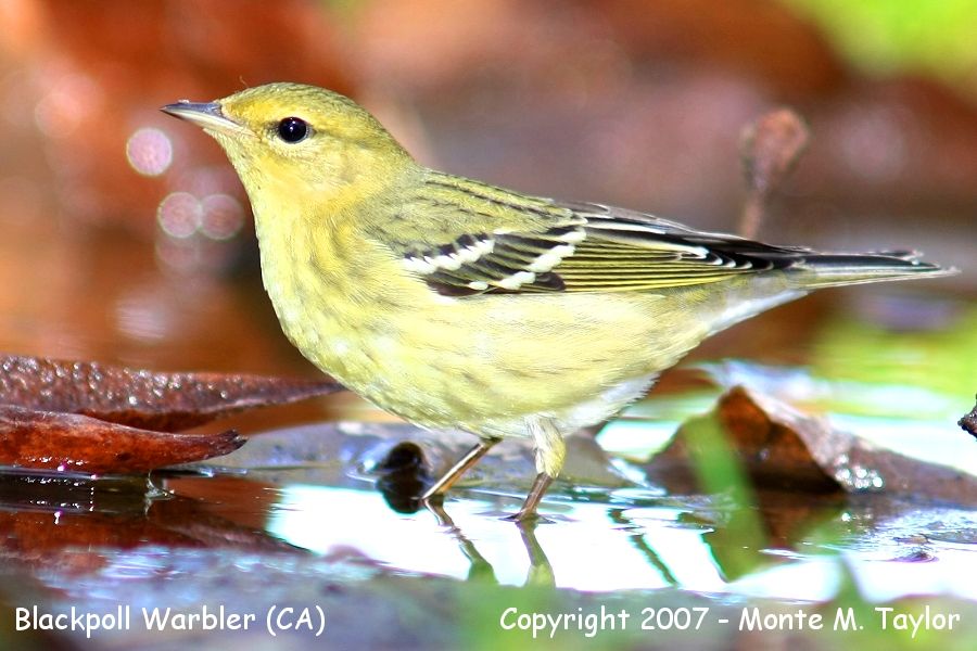 Blackpoll Warbler -fall- (California)
