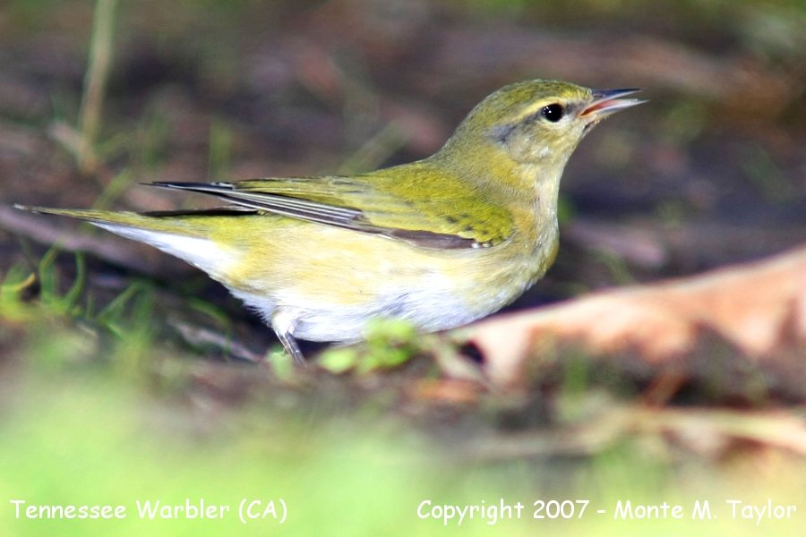 Tennessee Warbler (CA)
