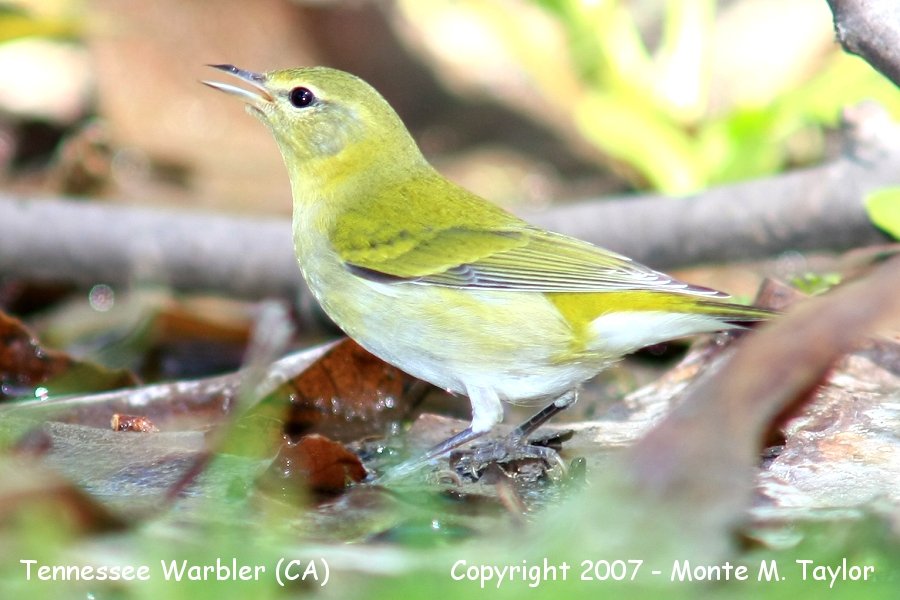 Tennessee Warbler (CA)