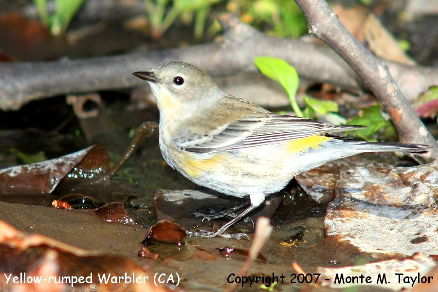 Yellow-rumped Warbler (CA)