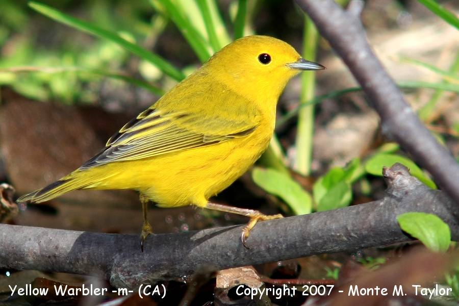 Yellow Warbler -male- (CA)