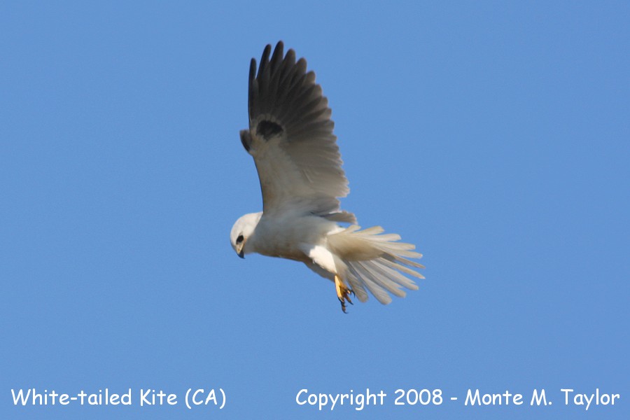 White-tailed Kite (California)