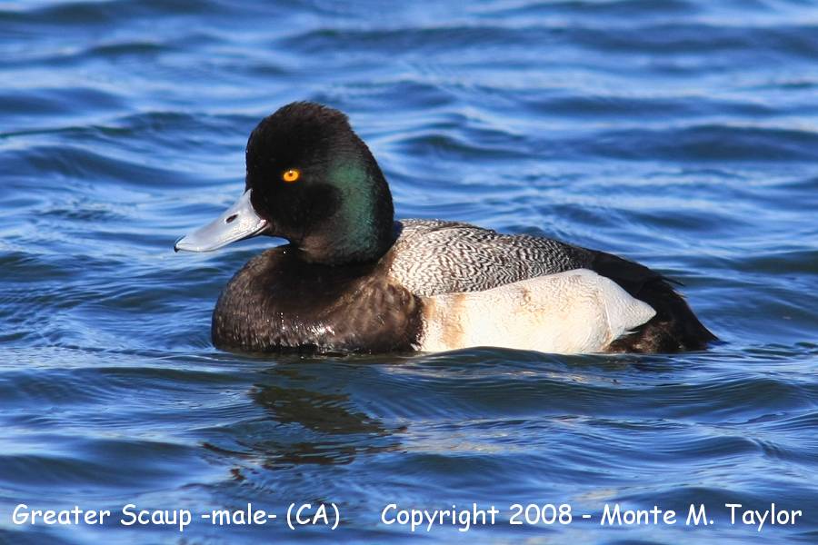 Greater Scaup -male- (California)
