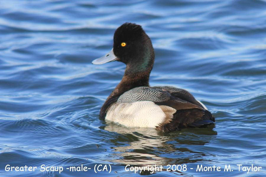 Greater Scaup -male- (California)